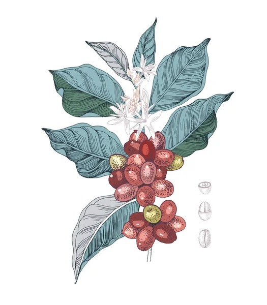 種子、果物や花とコーヒー支店の手描きイラスト。スケッチドコーヒー工場 — ストックベクタ