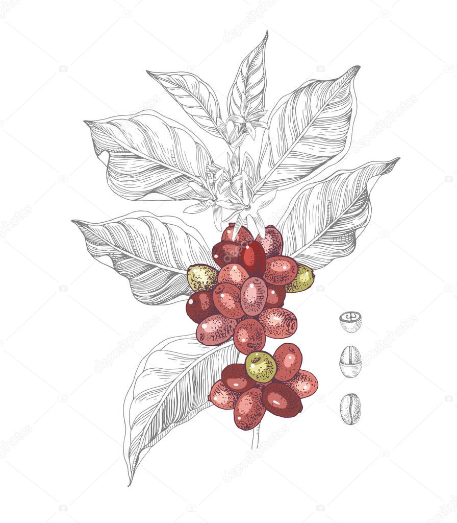 Hand drawn illustration of Coffee branch with seeds, fruits and flowers.