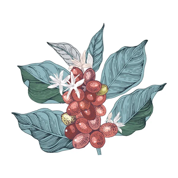 Ilustración dibujada a mano de Rama de café con semillas, frutos y flores. Planta de café bosquejado — Vector de stock