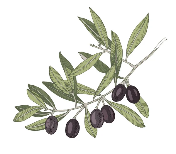 Branche dessinée à la main avec olives noires — Image vectorielle