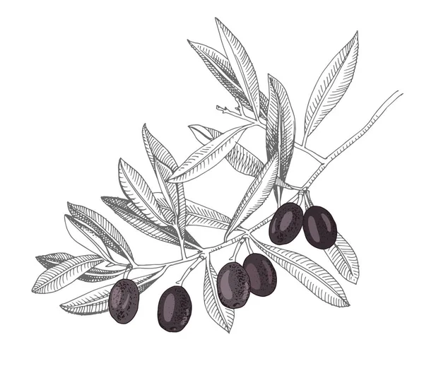 Handdragen gren med svarta oliver — Stock vektor
