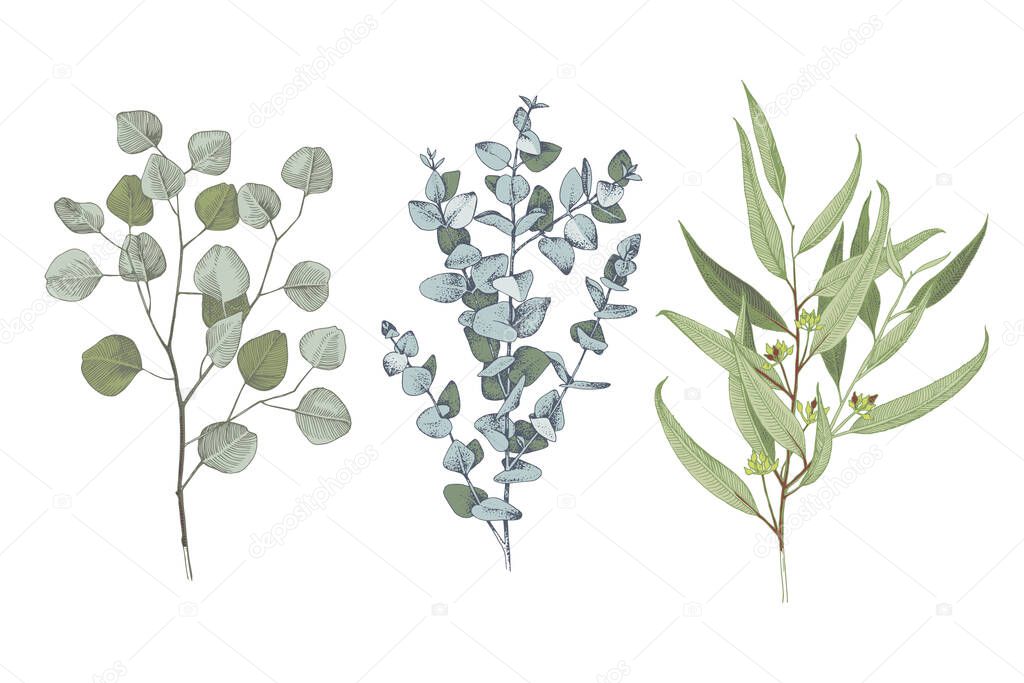 3 types of eucalyptus