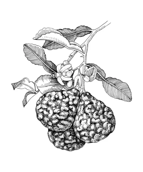 Χειροποίητο περγαμόντο ανθισμένο κλαδί με ώριμα φρούτα — Διανυσματικό Αρχείο