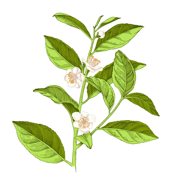 Tisane à fleurs dessinée à la main branche — Image vectorielle