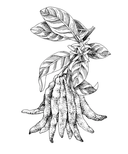 Dibujado a mano dedos de Buda rama de citrón — Archivo Imágenes Vectoriales