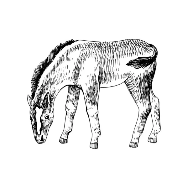 Bosquejo dibujado a mano de potro pastando — Archivo Imágenes Vectoriales
