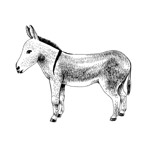 Burro desenhado à mão. Animais de exploração —  Vetores de Stock