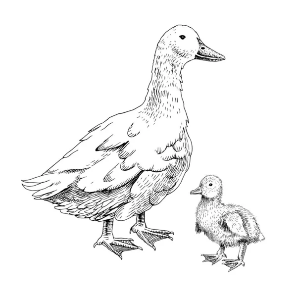 Pato domesticado dibujado a mano y patito — Vector de stock