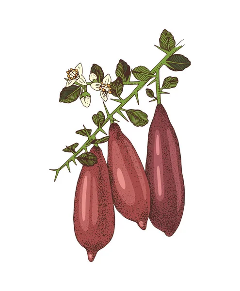 Rama floreciente dibujada a mano de limas de dedo con frutas maduras — Vector de stock