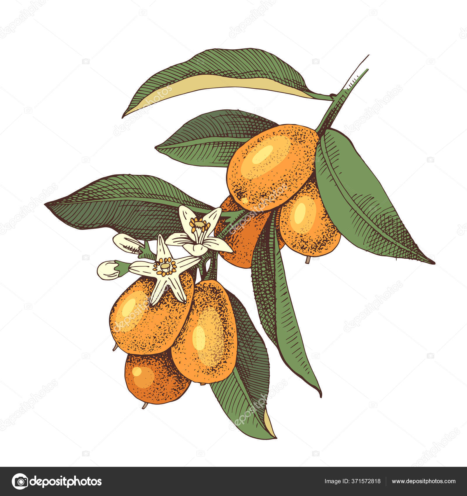 45 Cumquat-stockillustrasjoner | DepositPhotos, image size:1600x1700