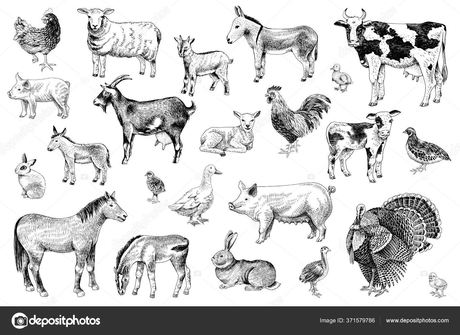 Large set of farm animals with their babies Stock Vector Image by ©mart_m #371579786 Large set of farm animals with their babies Stock Vector Image by ©mart_m #371579786