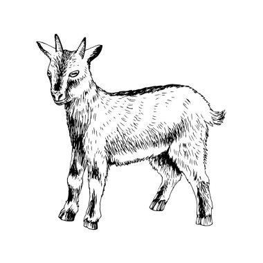 El çizimi şirin keçi yavrusu. Çiftlik hayvanı