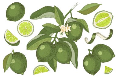 Elle çizilmiş limon. Çiçekli kireç dalı, yarım limon dilimleri, deri ve yapraklar..