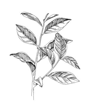 El yapımı çay bitkisi dalı