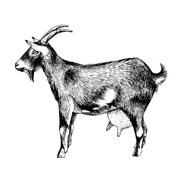 Elle çizilmiş keçi. Çiftlik hayvanı. — Stok Vektör