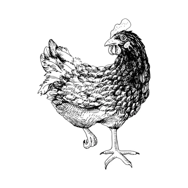 Ζωγραφισμένο κοτόπουλο. — Διανυσματικό Αρχείο