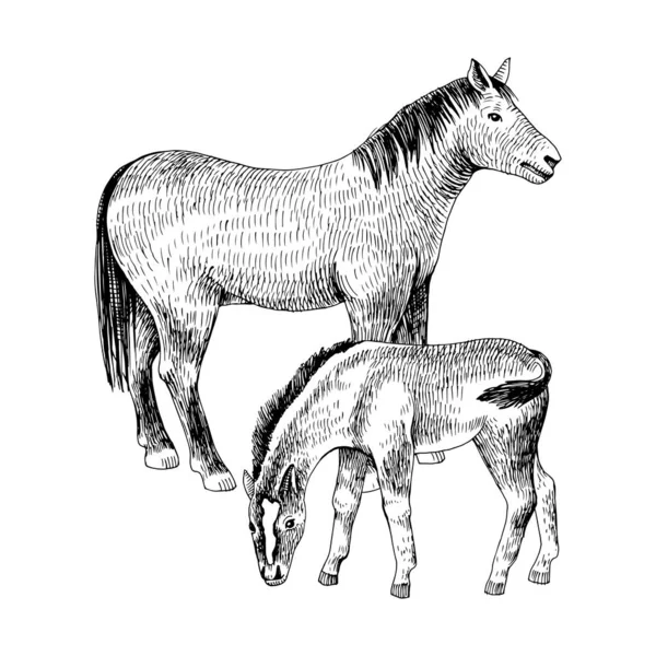 Caballo tirado a mano y potro. Animales de granja familiares — Archivo Imágenes Vectoriales