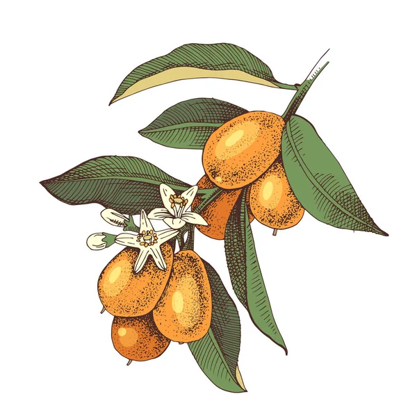 Rama kumquat floreciente dibujada a mano con frutos maduros . — Vector de stock