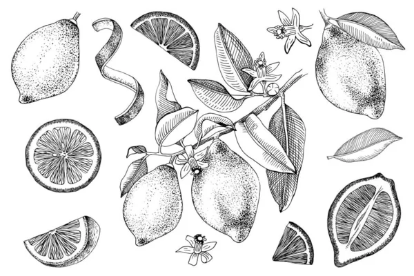 Collezione di limoni disegnati a mano . — Vettoriale Stock