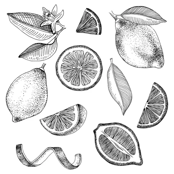 Collezione di limoni disegnati a mano . — Vettoriale Stock