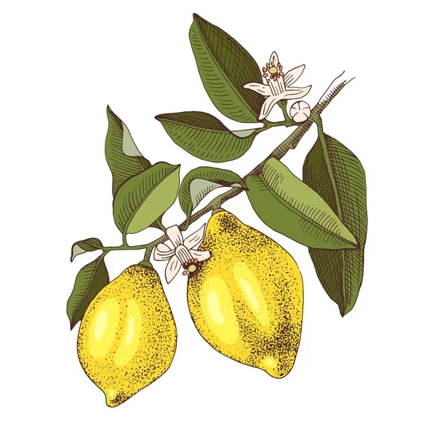 Ręcznie kwitnąca gałąź cytryny z dojrzałymi owocami — Wektor stockowy