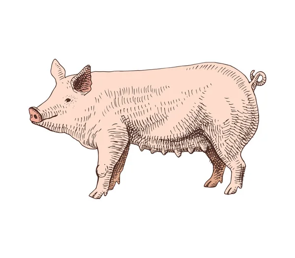 Handgezeichnetes Schwein — Stockvektor