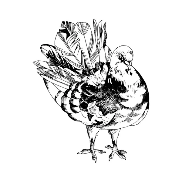 นกพิราบที่วาดด้วยมือ — ภาพเวกเตอร์สต็อก