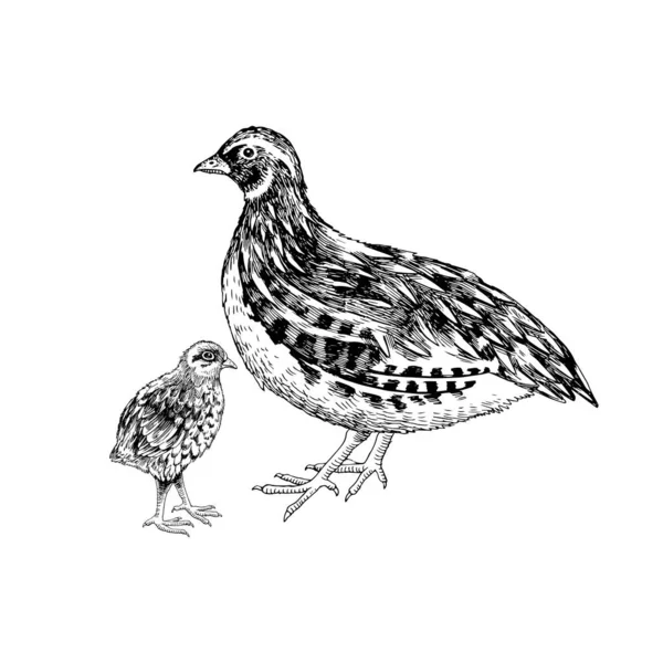 มือวาดนกกระทา — ภาพเวกเตอร์สต็อก