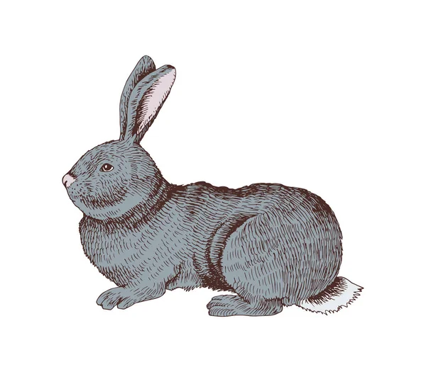 Conejo dibujado a mano . — Vector de stock