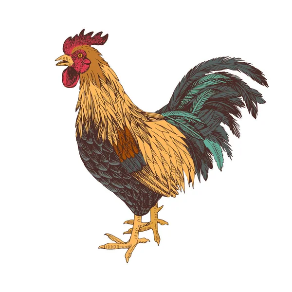 Gallo dibujado a mano . — Vector de stock