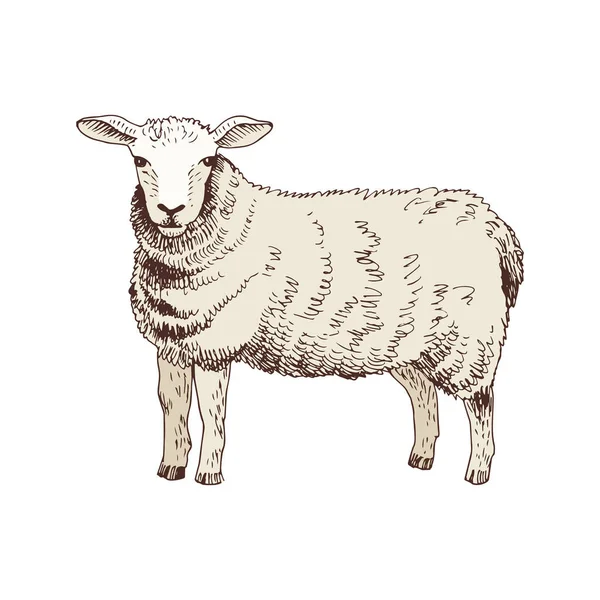 Moutons dessinés à la main . — Image vectorielle