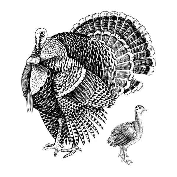 Pavo dibujado a mano y poult . — Archivo Imágenes Vectoriales