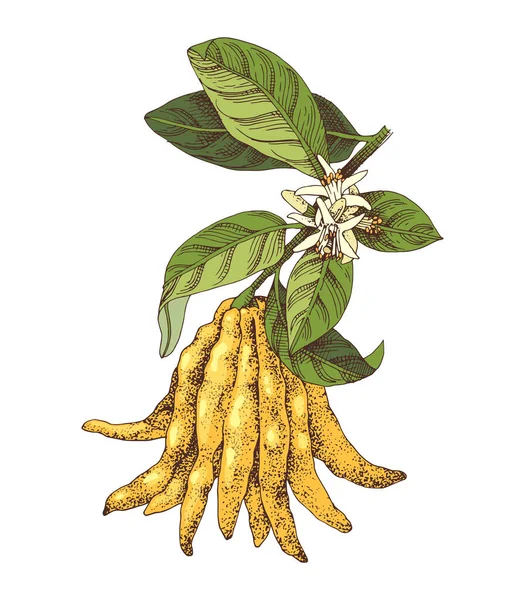Dibujado a mano dedos de Buda rama de citrón — Vector de stock