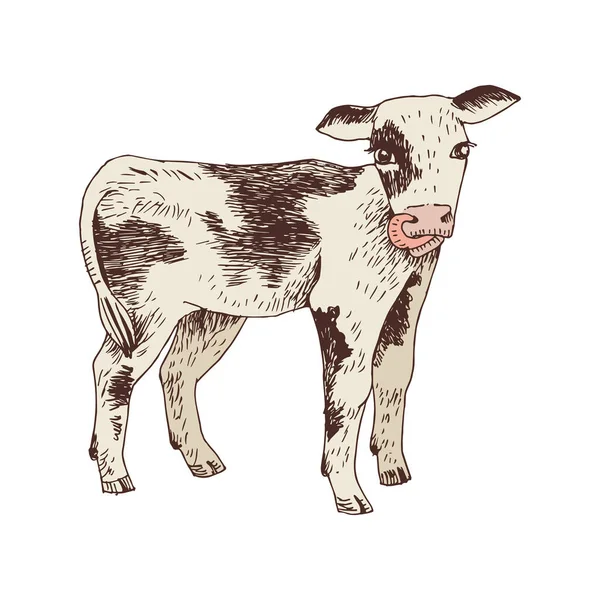 Illustration dessinée à la main du veau — Image vectorielle