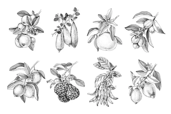 Agrumes dessinés à la main branches — Image vectorielle