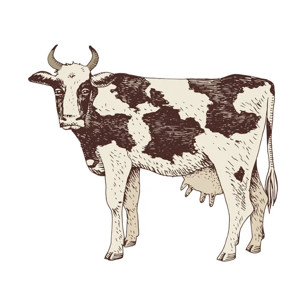 Met de hand getrokken koe. Landbouwdieren. — Stockvector