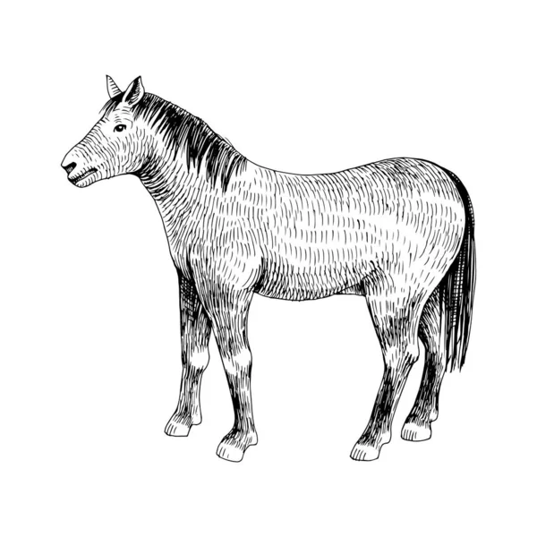 Cavalo desenhado à mão. Animais de exploração —  Vetores de Stock