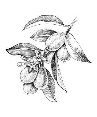 Elle çizilmiş olgun meyveli kumkat dalı.