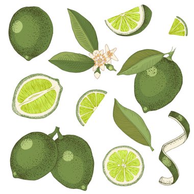 Elle çizilmiş limon. Çiçekli kireç dalı, yarım limon dilimleri, deri ve yapraklar..