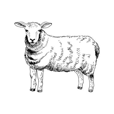 Elle çizilmiş koyun.