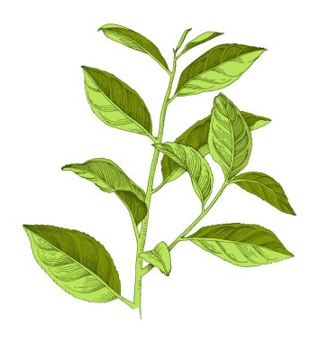 El yapımı çay bitkisi dalı