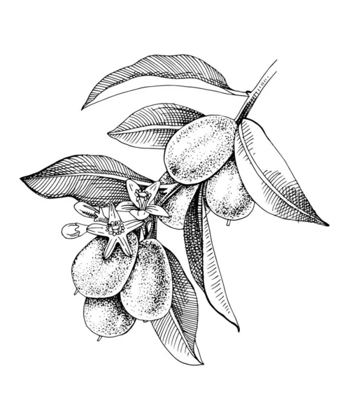 Rama kumquat floreciente dibujada a mano con frutos maduros . — Archivo Imágenes Vectoriales