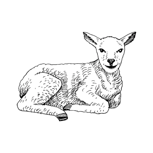 手描き子羊 — ストックベクタ