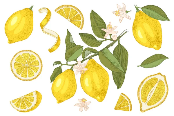 Коллекция рисованных лимонов . — стоковый вектор