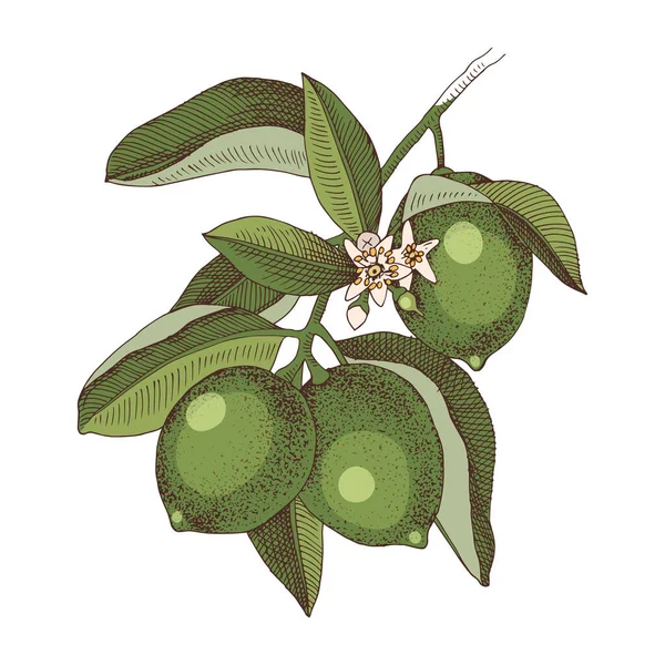 Handritad blommande lime gren med mogna frukter — Stock vektor