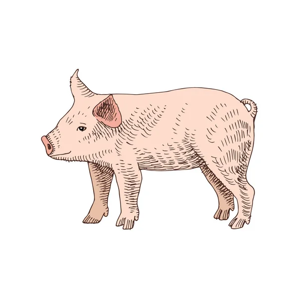 Cerdito dibujado a mano — Vector de stock