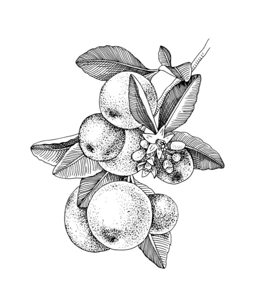 Mandarine - mandarine - branche dessinée à la main avec des fruits mûrs — Image vectorielle