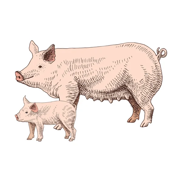Cerdo y lechón dibujados a mano — Vector de stock