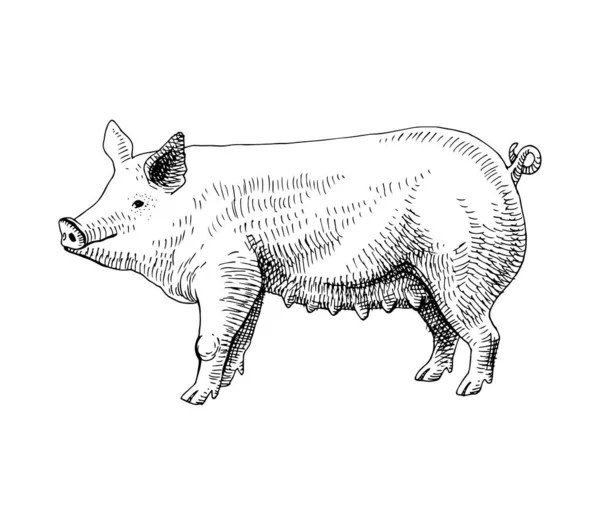 Cerdo dibujado a mano — Vector de stock