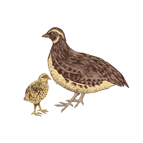 Hand drawn quail familie — Stock Vector